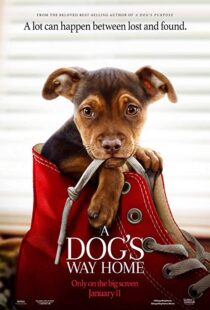 دانلود فیلم A Dog’s Way Home 20198110-594895958