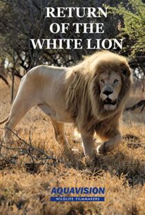 دانلود مستند Return of the White Lion 2008103488-1635245050