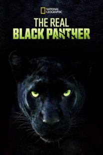 دانلود مستند The Real Black Panther 2020229564-1124308810