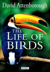 دانلود مستند The Life of Birds382058-1781404673