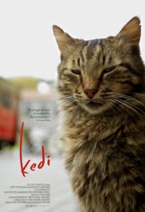 دانلود مستند Kedi 2016417655-453641069